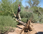 A typical example of storm damage that can be prevented through proper tree pruning